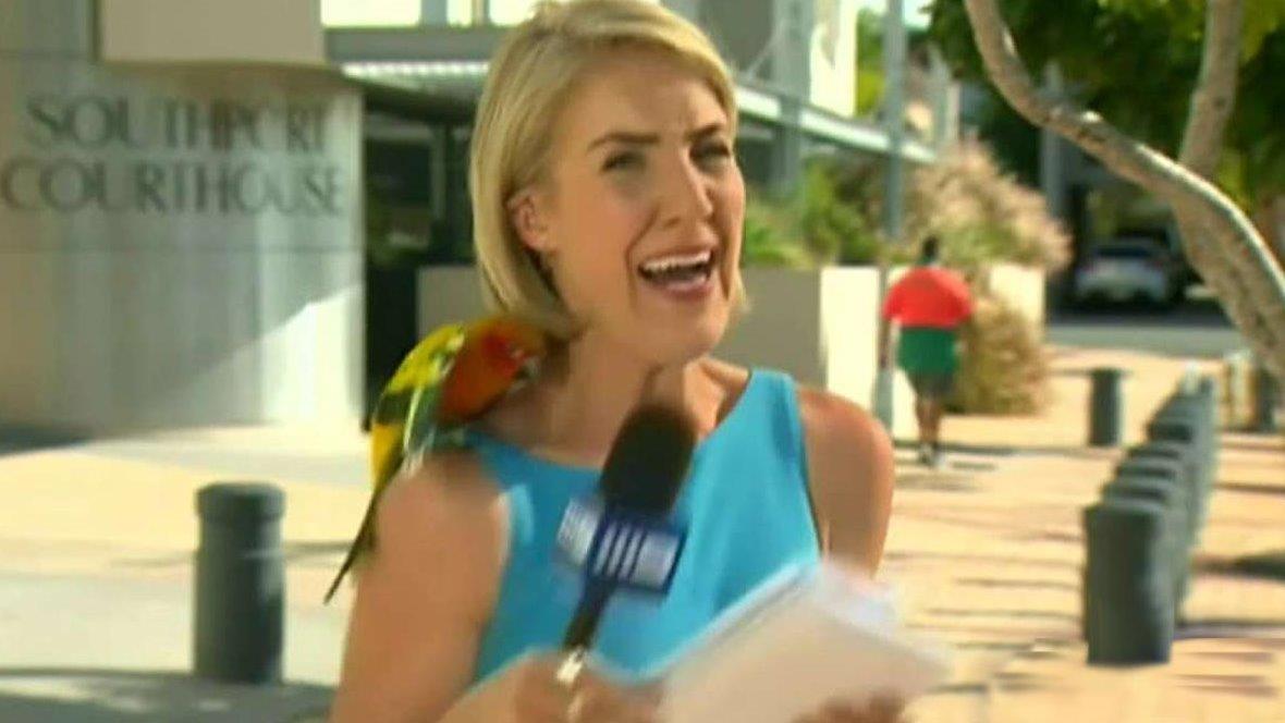 Parrot lands on unsuspecting TV reporter