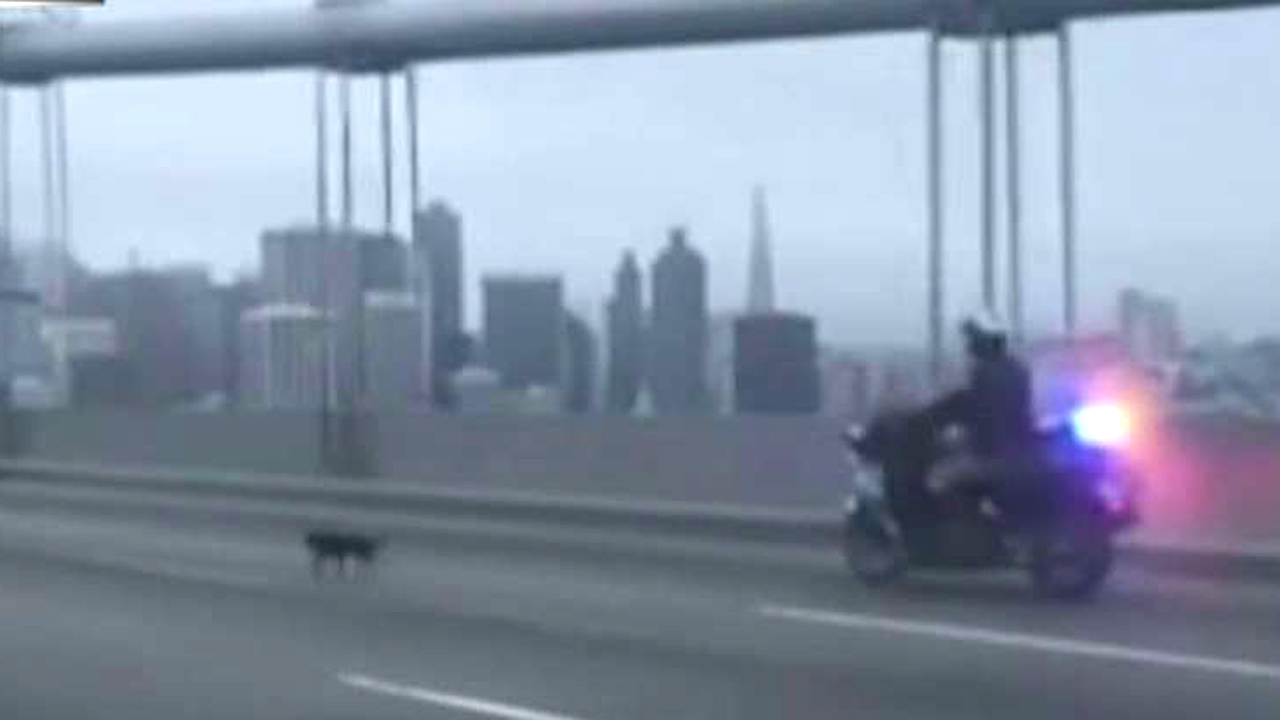 Runaway Chihuahua leads cop on wild chase, shuts down bridge