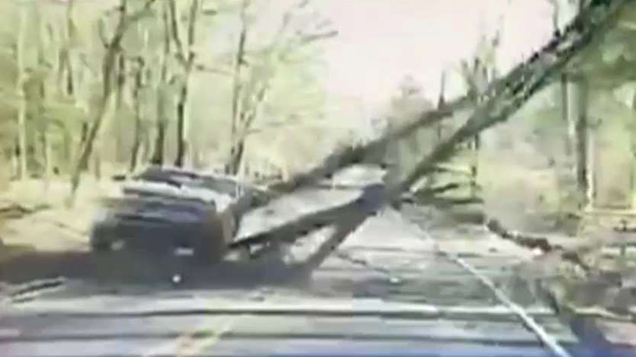 Wicked wind knocks over tree in path of oncoming truck