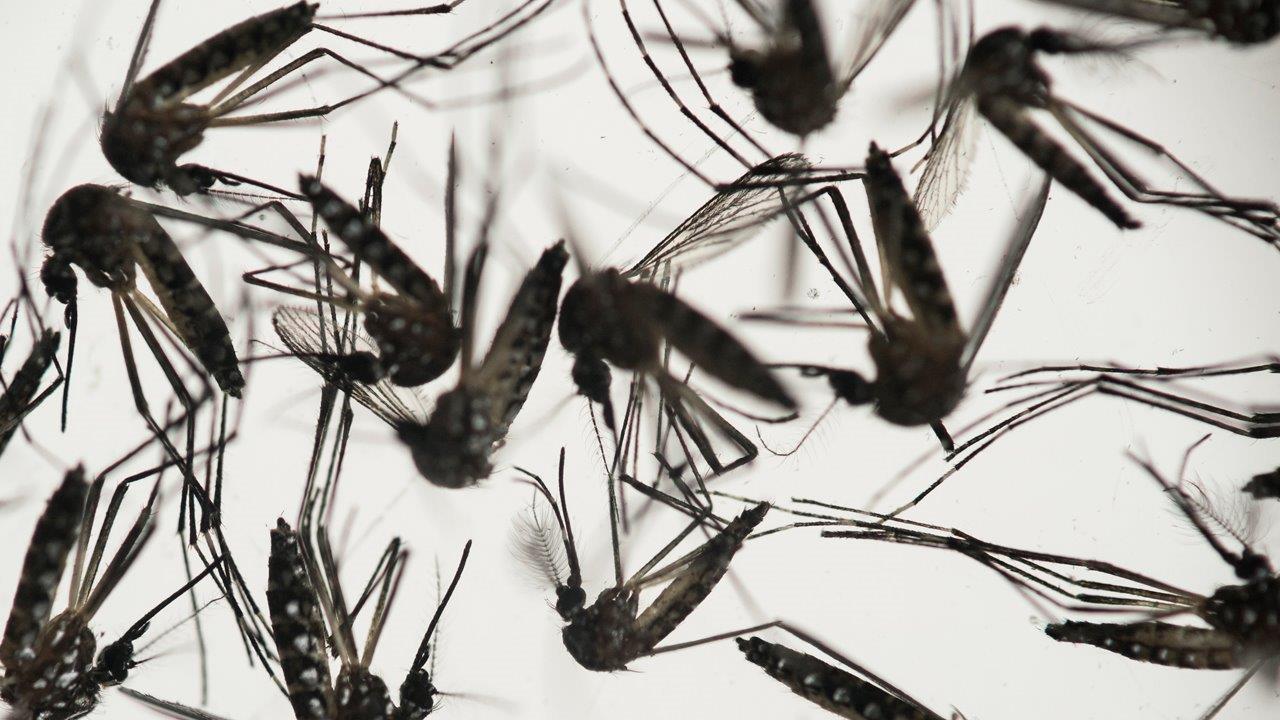 Why the Zika virus is worse than previously thought