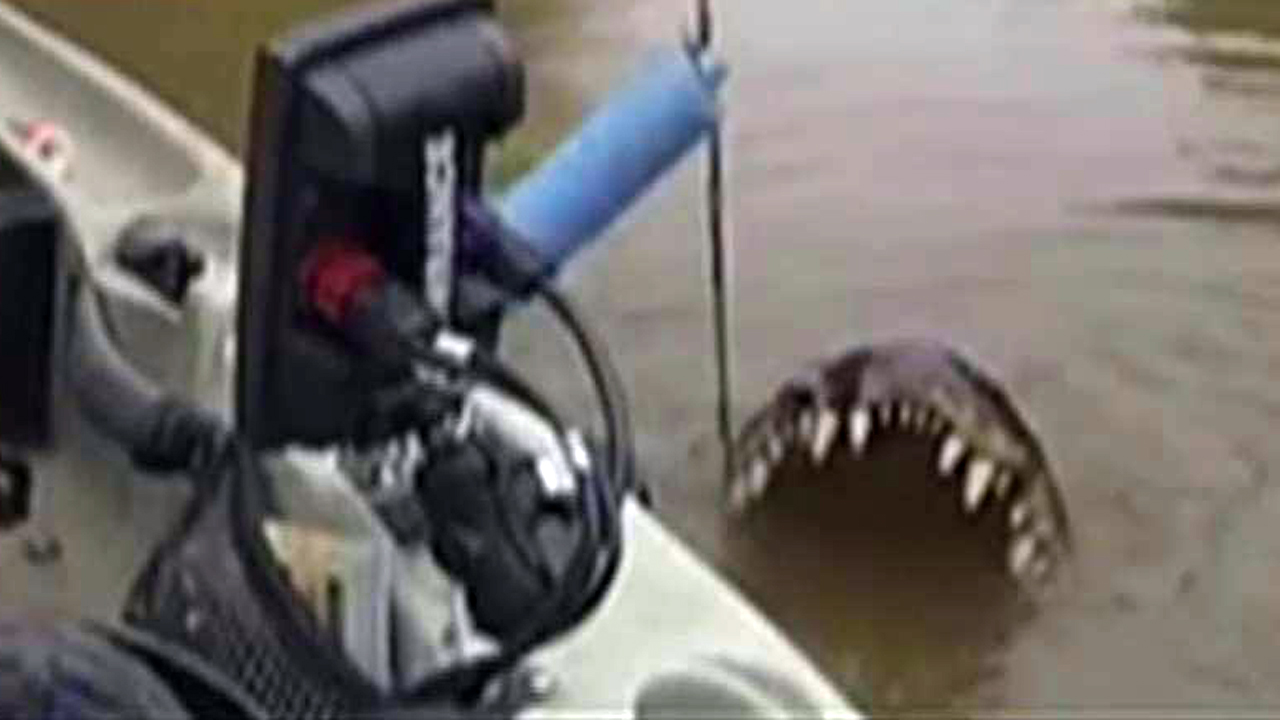 Catch of the day: Fisherman reels in gator