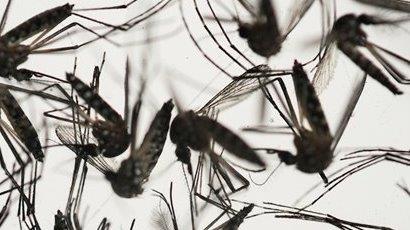 Health officials seek $2 billion to research Zika virus