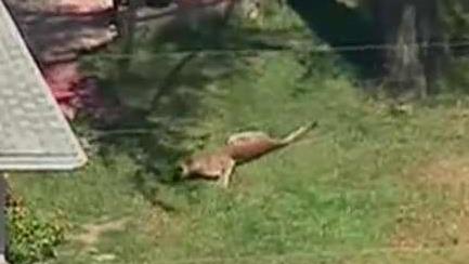 Mountain lion spotted near school in Southern California