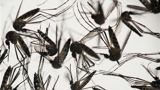 How to best protect against the Zika virus 