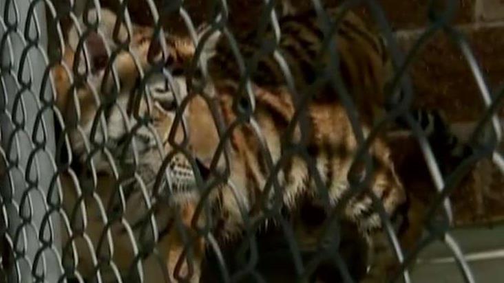 Runaway pet tiger captured in Texas