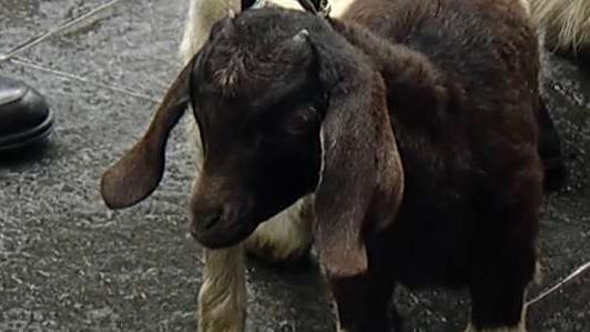 Donated goats help families survive in Sudan 