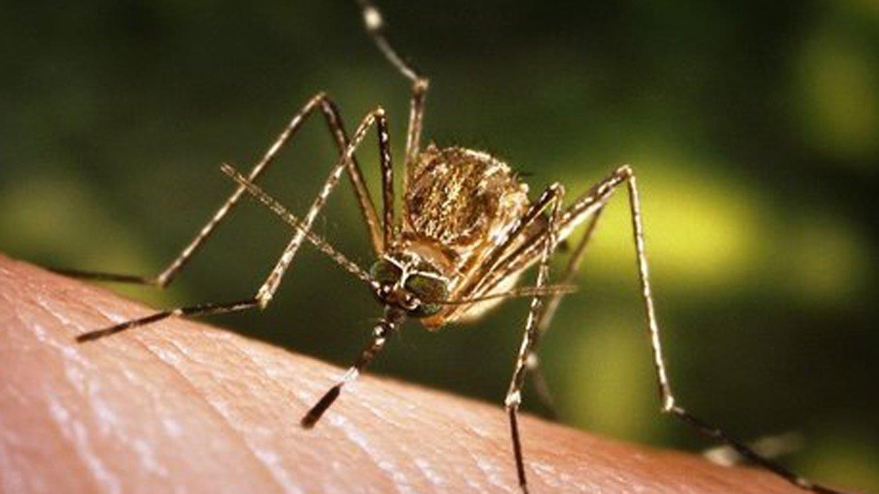 Mosquito season and flooding raise fears about Zika virus