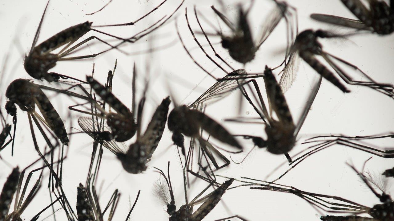 Genetically modified mosquitoes to combat Zika virus?