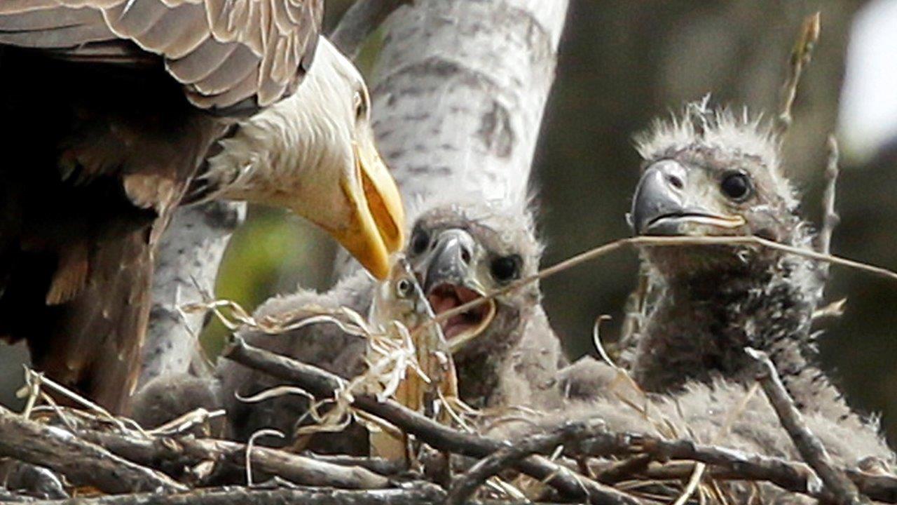 Eaglets draw attention to Washington's outdoor laboratory