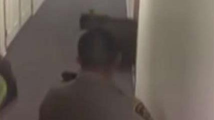 Bear raiding fridge chased out of apartment building