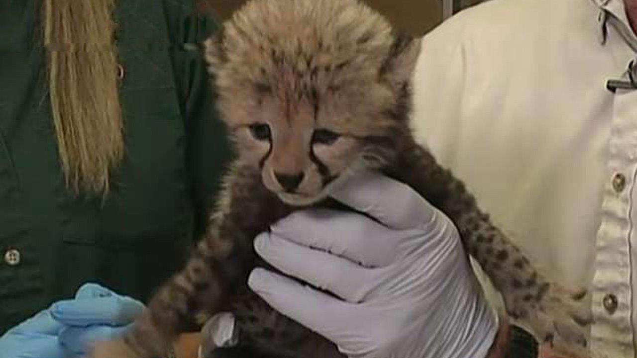 Zoo welcomes over a dozen new cheetah cubs
