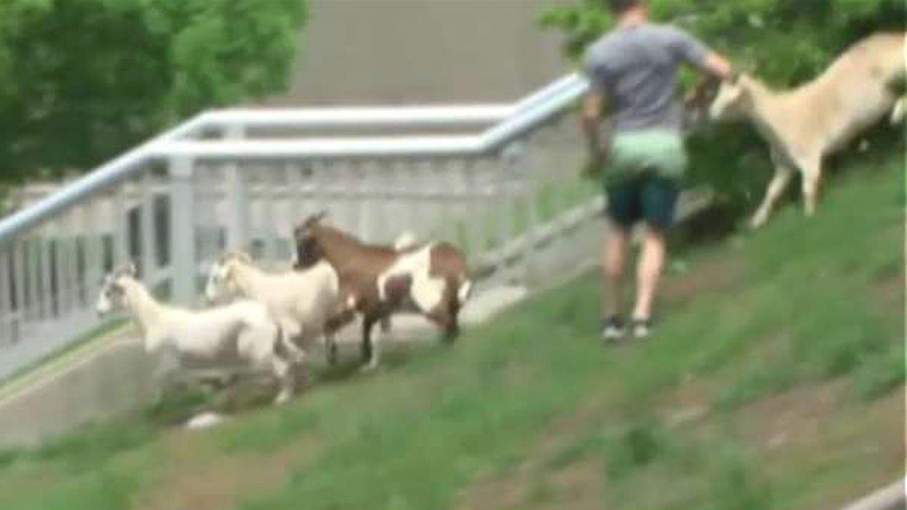 Goats gone wild: Animal escape triggers 24-hour round-up