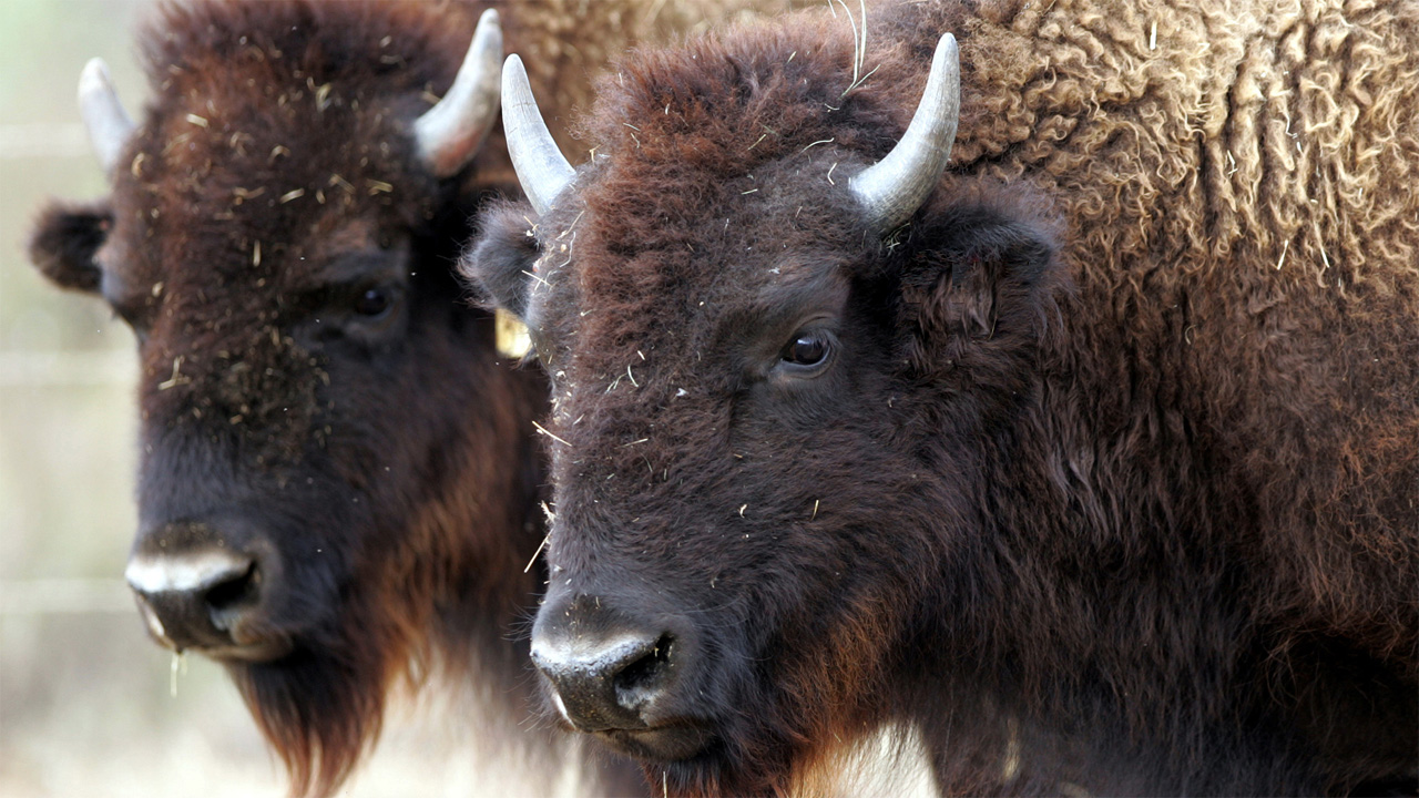Bison named as the United States' first national mammal