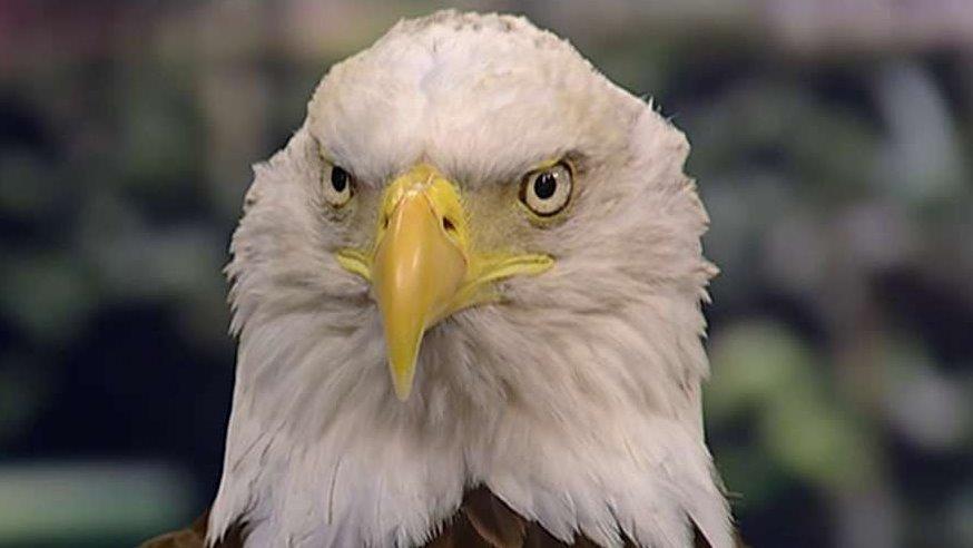 America's symbol of freedom: The bald eagle 