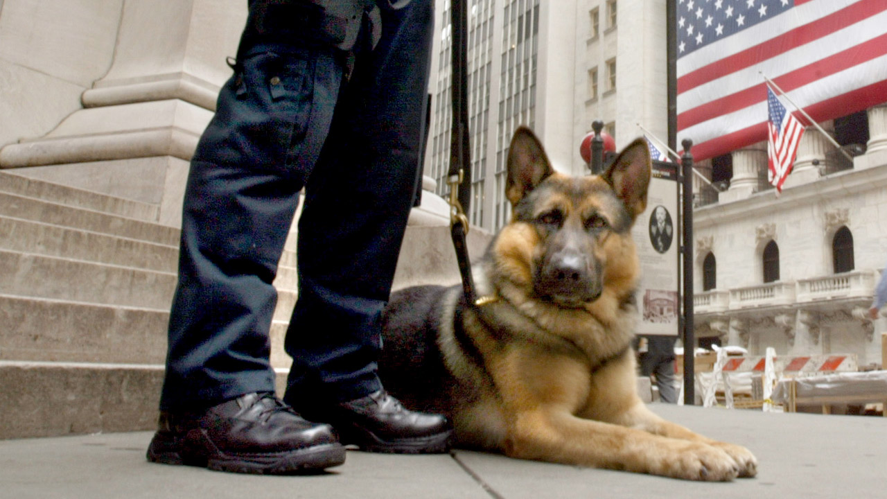 TSA asking for bomb sniffing dogs to speed up security check
