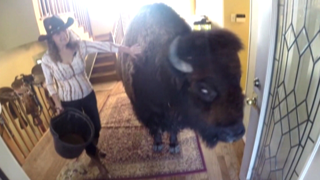 Housebroken 1,000-pound bison sold on Craigslist