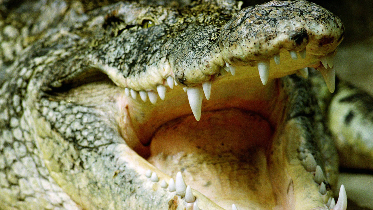Three Nile crocodiles found in Florida swamps