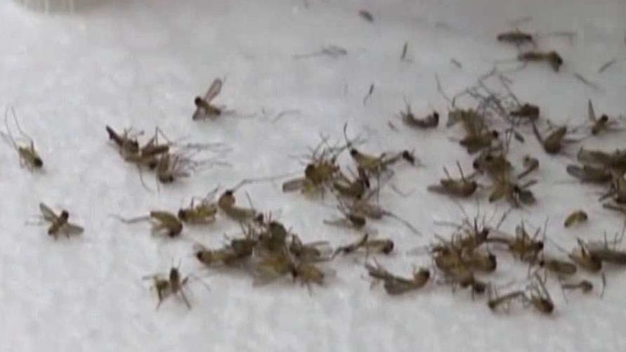 The politics of the Zika virus