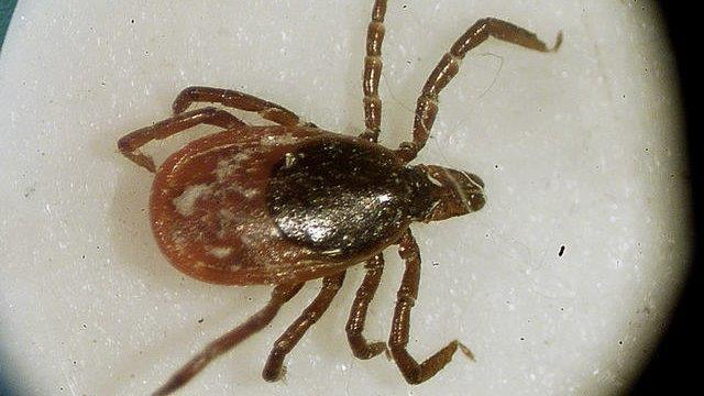 How to protect your family and pets against Lyme disease