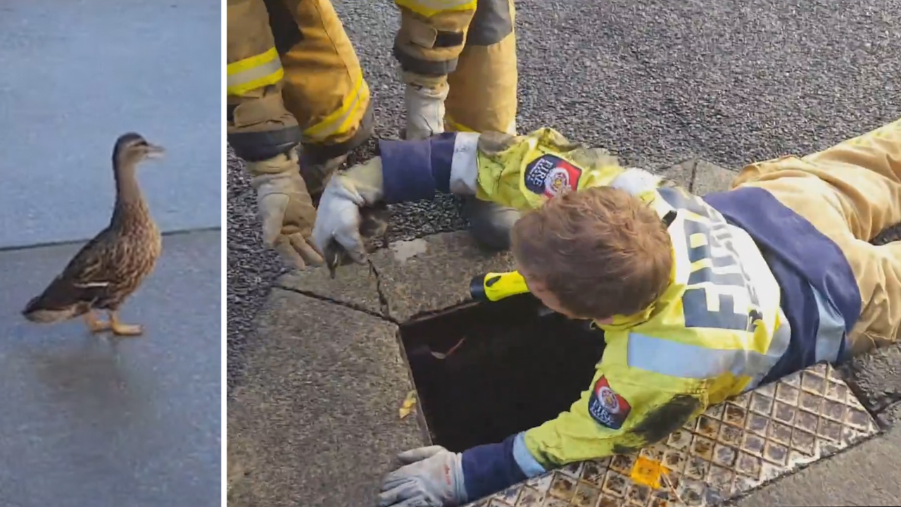 Anxious duck mom looks on as ducklings rescued from drain