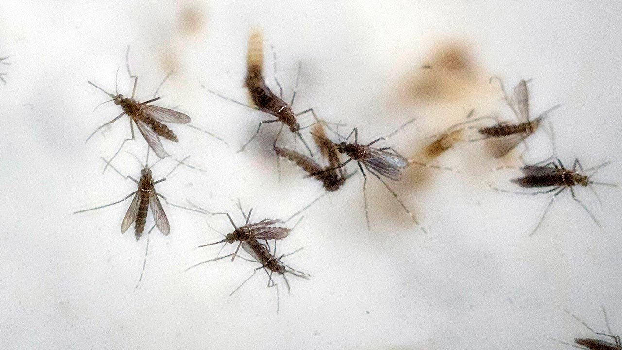 Official: Zika virus expected to hit the US this summer