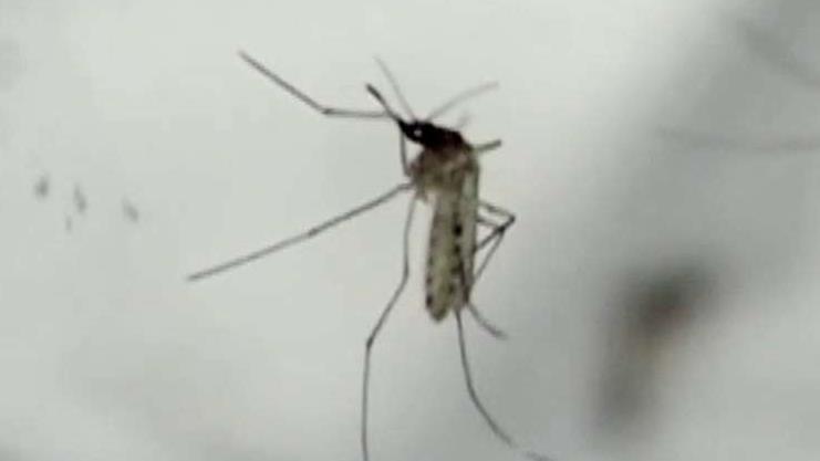 Zika virus causes new concerns as mosquito season nears