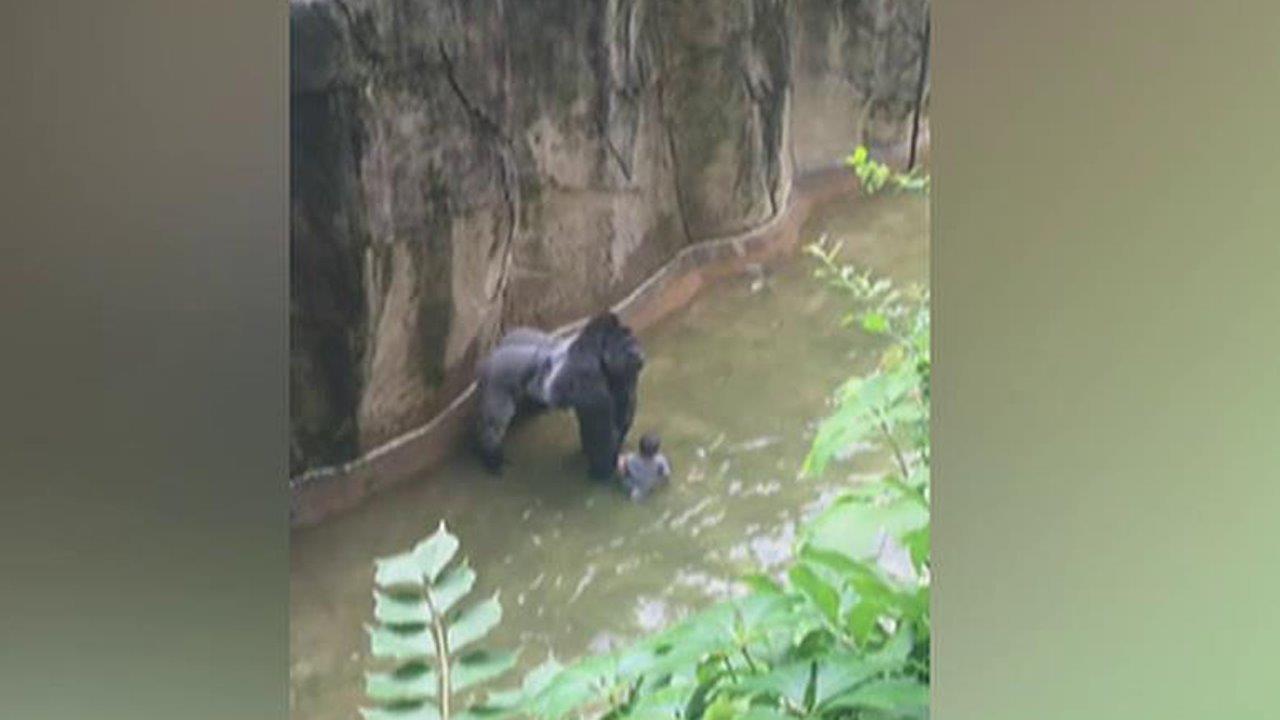 Cincinnati Zoo kills gorilla after boy falls into enclosure