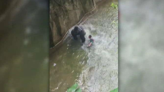 Jack Hanna reacts after Cincinnati Zoo kills rare gorilla