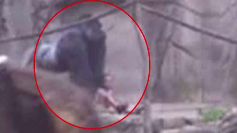 Video shows gorilla dragging child in Cincinnati Zoo