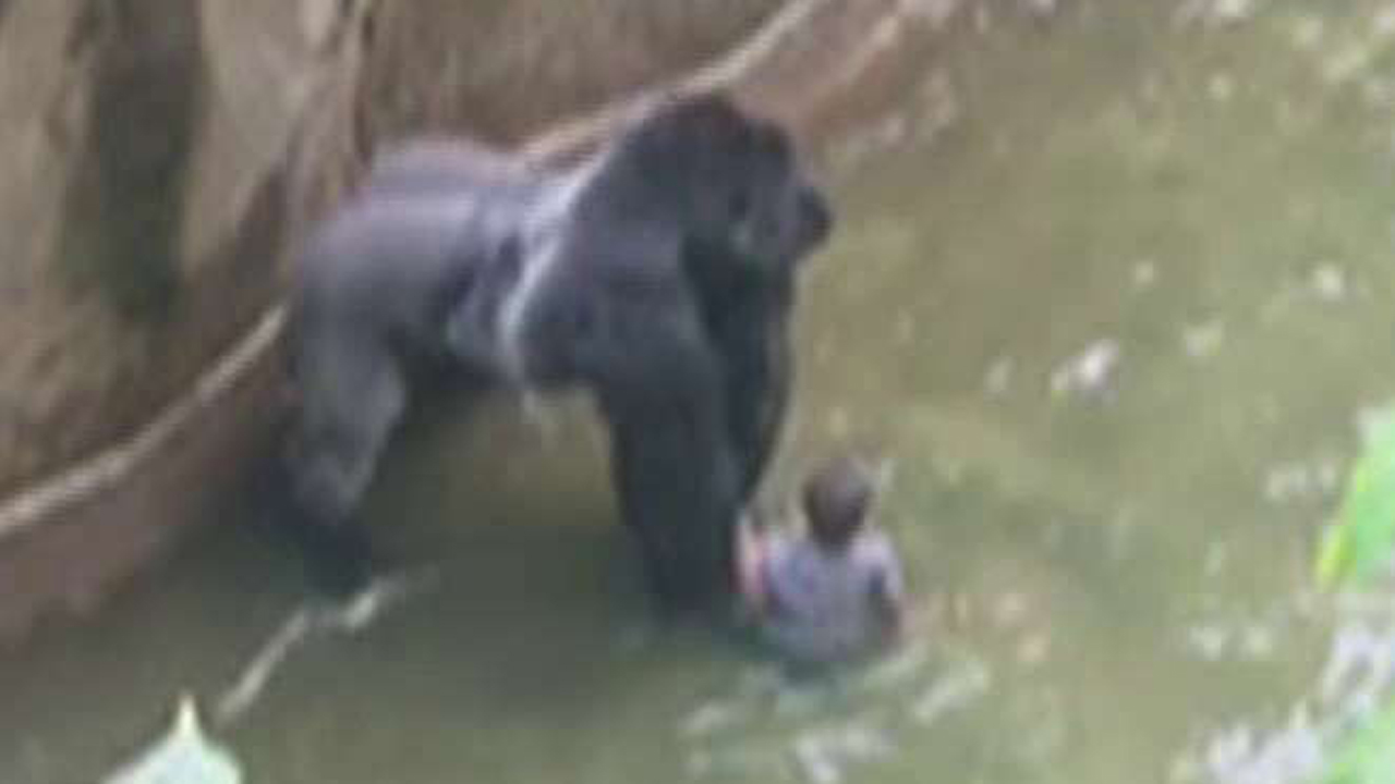 Was the Cincinnati Zoo gorilla protecting the boy?