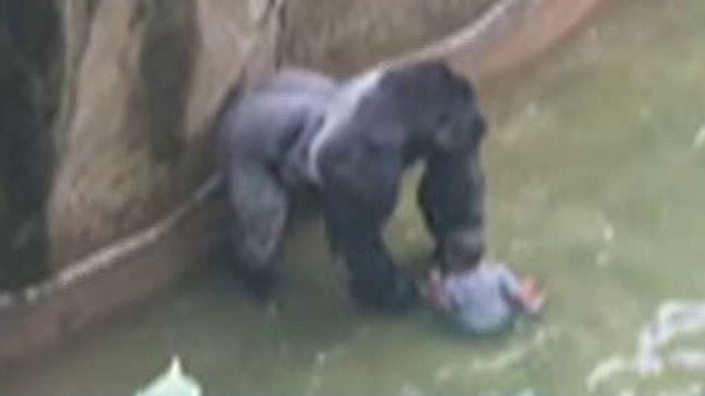 Cincinnati Zoo: Should the parents be charged?
