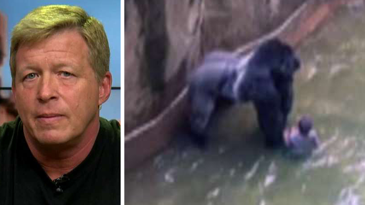 Wildlife expert on gorilla's death: Zoo had other options