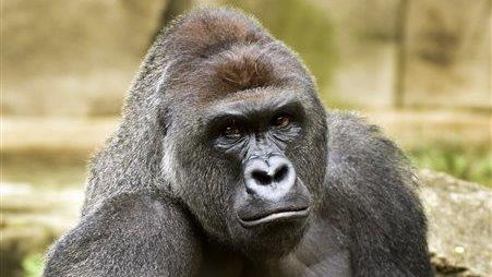 Misplaced outrage over zoo's decision to kill gorilla?