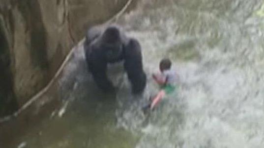 Cincinnati Zoo officials defend decision to shoot gorilla
