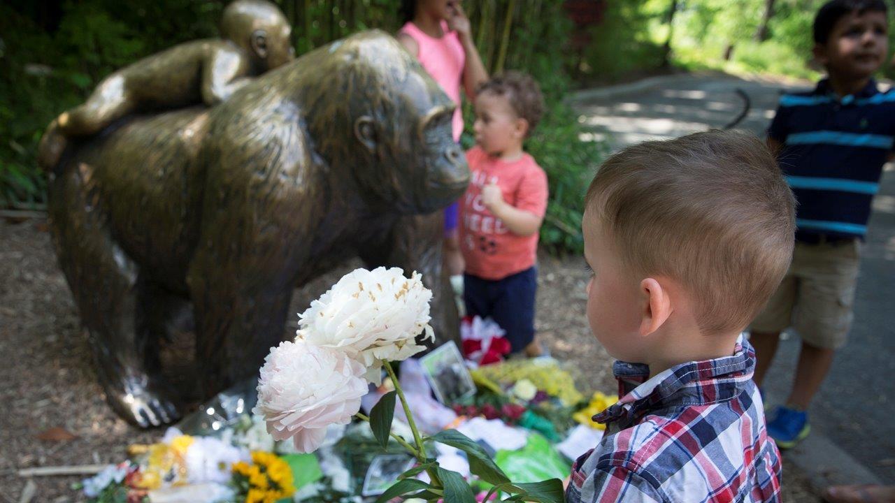 Visitors sound off about the Cincinnati Zoo controversy