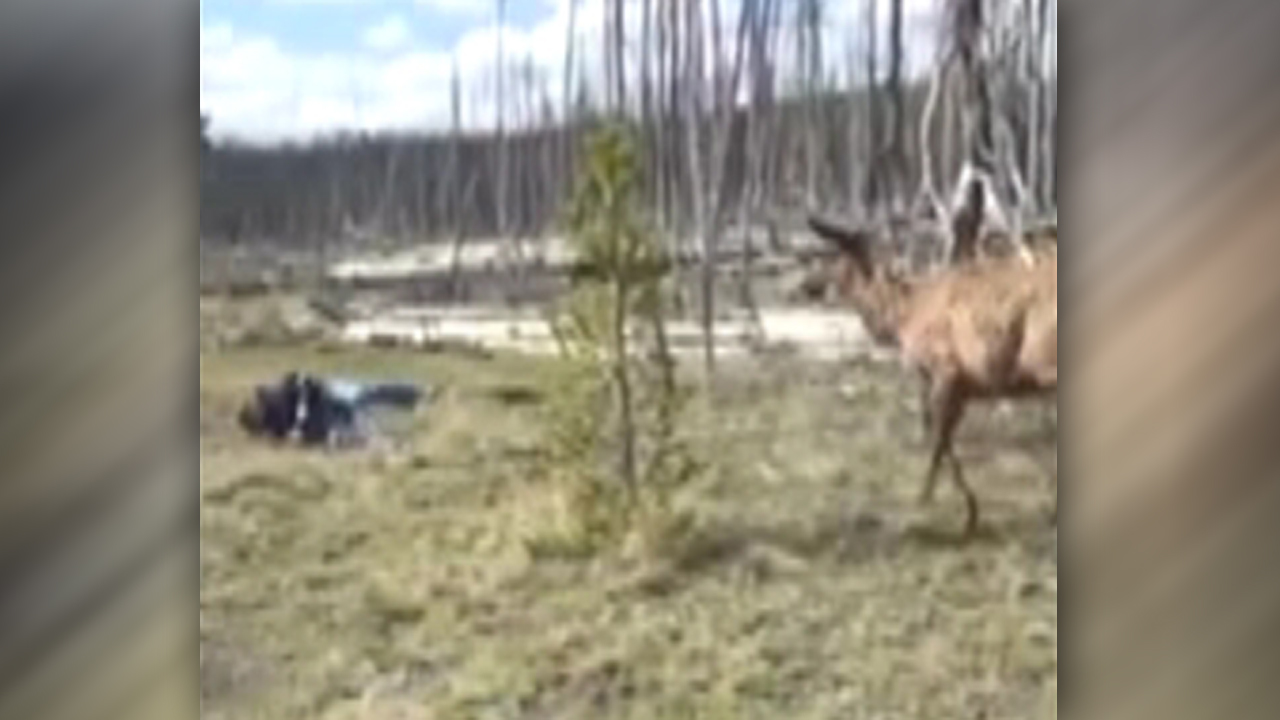 Elk charges tourist at Yellowstone National Park