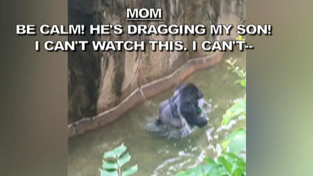 911 call from gorilla encounter released