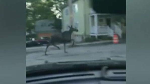 Moose spotted by police running through Boston suburbs
