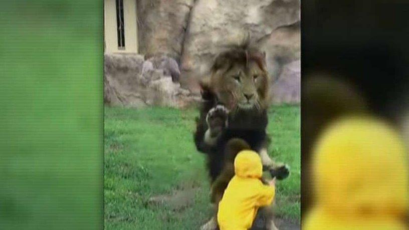 Lion charges at boy, stopped by glass enclosure