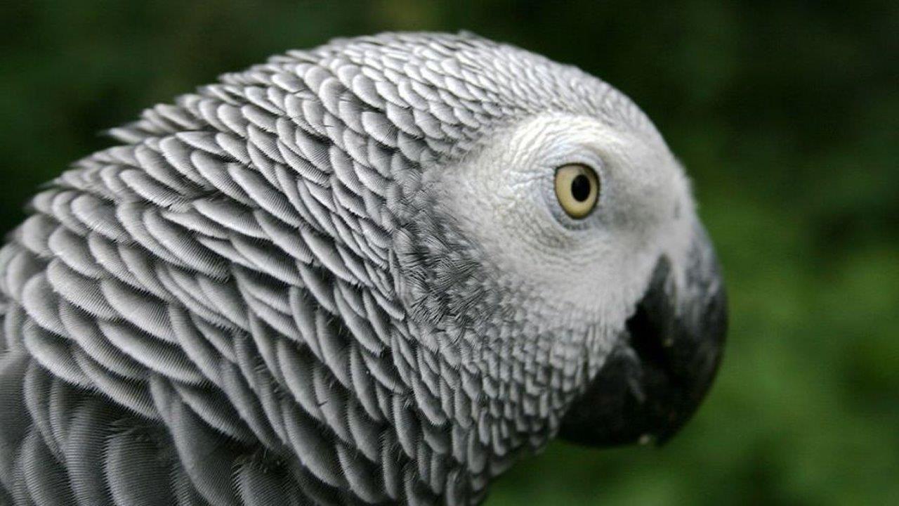 Parrot may have repeated dead man's final words