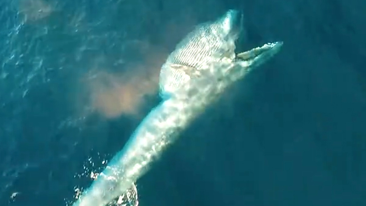 Incredible drone footage of rare whale feeding with calf