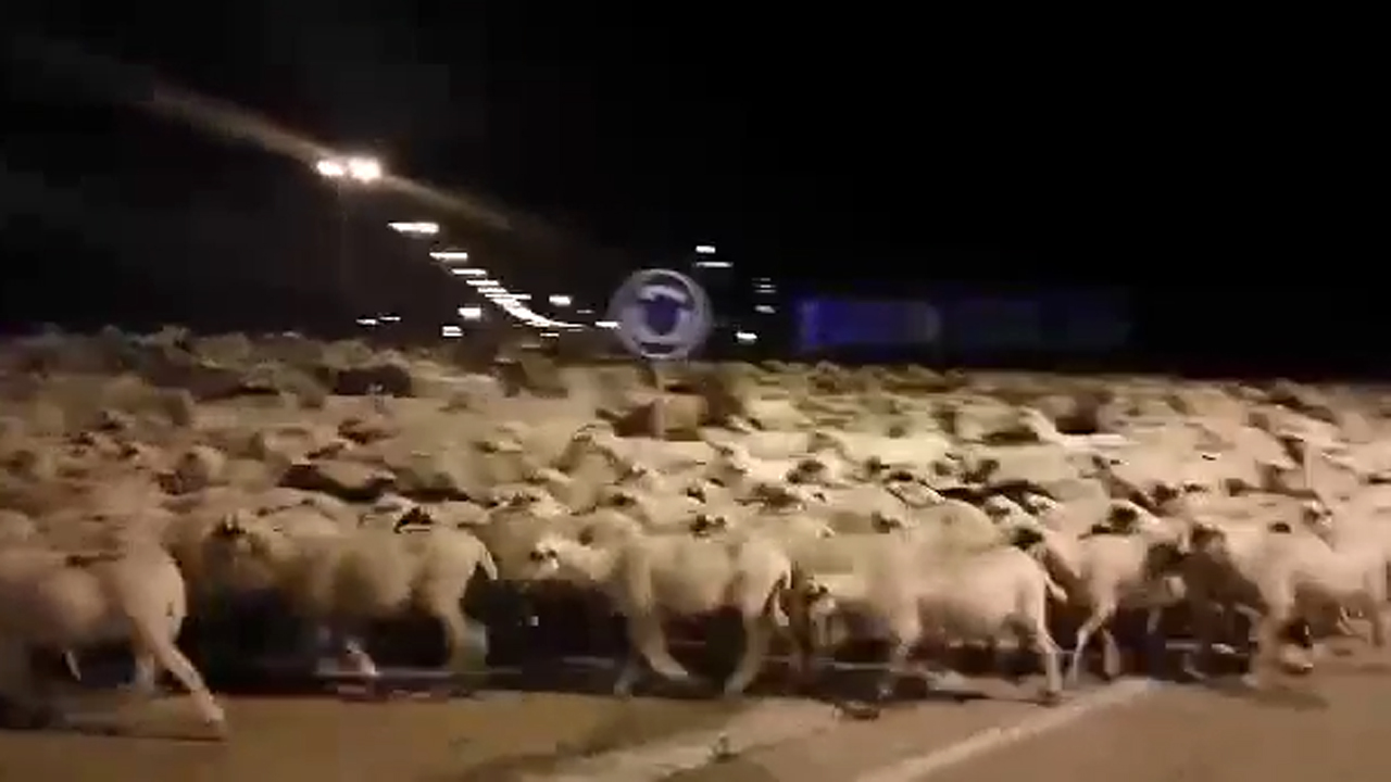 Shepherd falls asleep, sheep hit the town