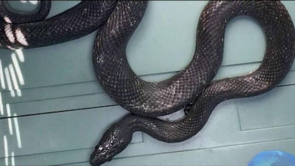 4-foot-long snake falls out of dashboard