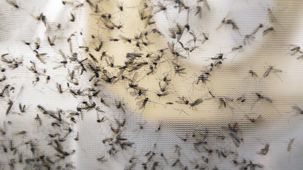 Three babies born in US with Zika-related birth defects