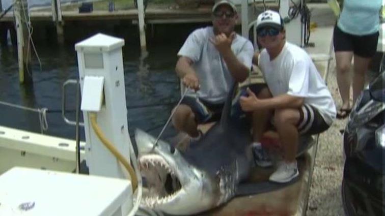 Catch of the day: 1st-time fisherman reels in 300 lb. shark