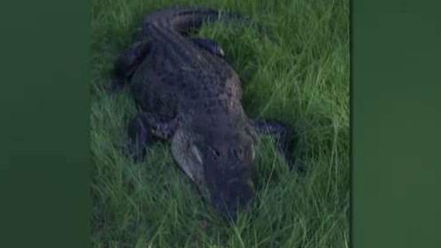 Nearly 9-foot alligator attacks man in his Florida yard