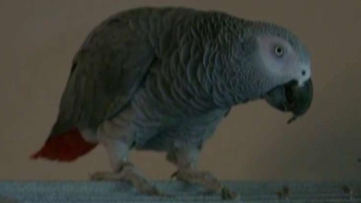 Parrot may be included as key witness in murder trial