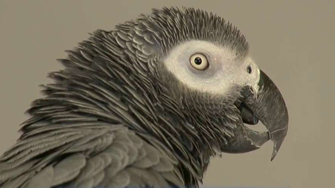 Can a foul-mouthed parrot be a witness in a murder trial?