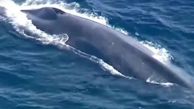 Crews desperately search Pacific for whale tangled in net
