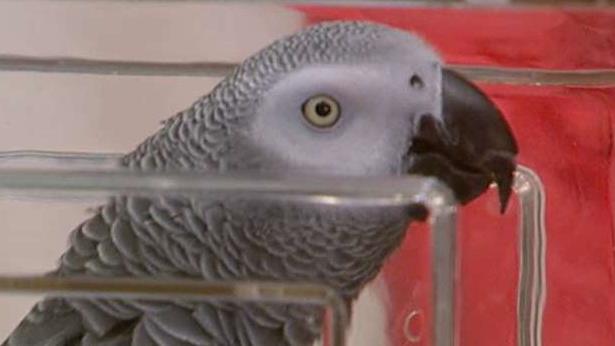 Is a parrot a valuable witness to his owner's murder?